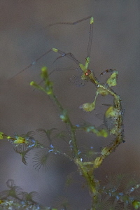 Skeleton shrimp with eggs by Iyad Suleyman 